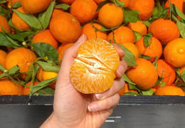Clémentines de Corse bio