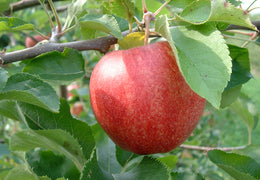 Pommes bio & locales