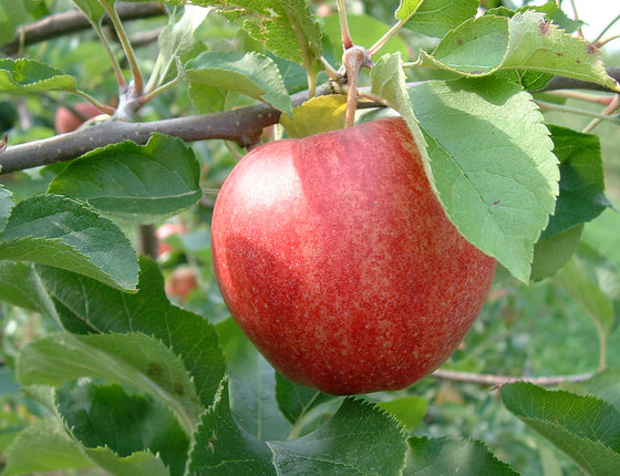 Pommes bio & locales