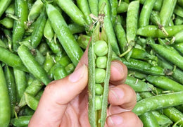Petits pois bio & locaux