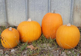Citrouilles Jack Ô'Lantern (déco Halloween) bio & locales
