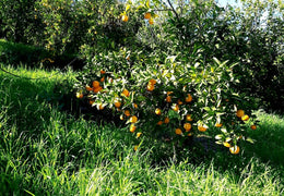 Oranges bio