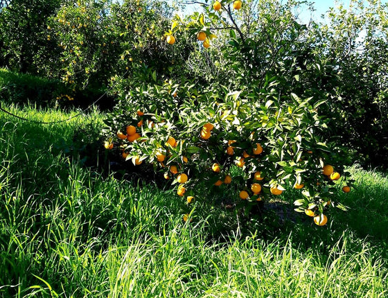 Oranges bio