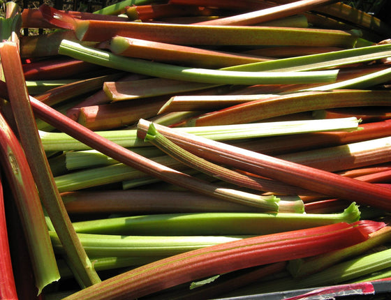 Rhubarbe bio & locale