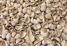 Pâtes conchiglies bio & locales