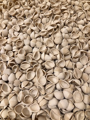 Pâtes conchiglies bio & locales