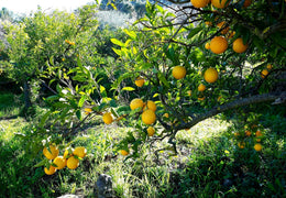Citrons bio