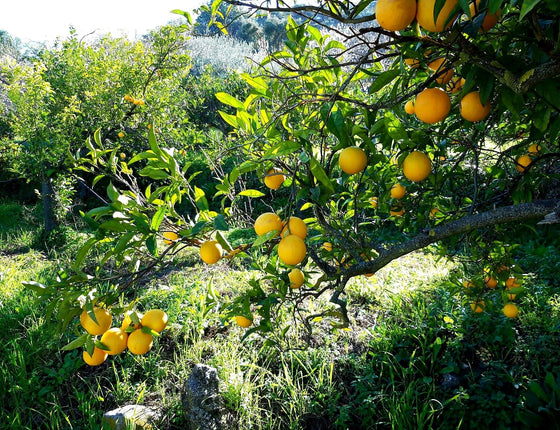 Citrons bio