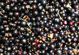 Cassis bio & locaux