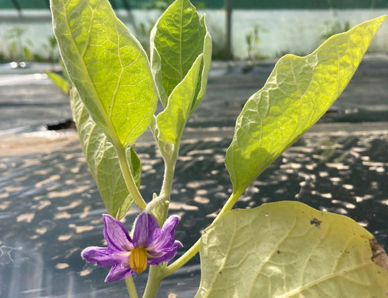 Aubergines japonaises bio & locales
