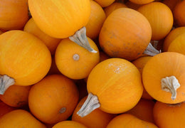 Mini citrouilles Jack Be Little bio & locales