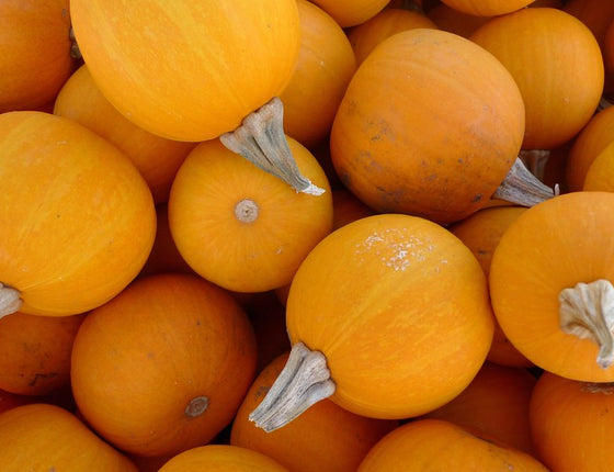 Mini citrouilles Jack Be Little bio & locales