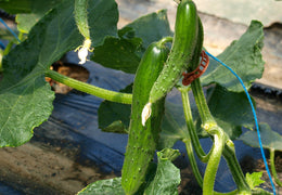 Cornichons frais bio & locaux