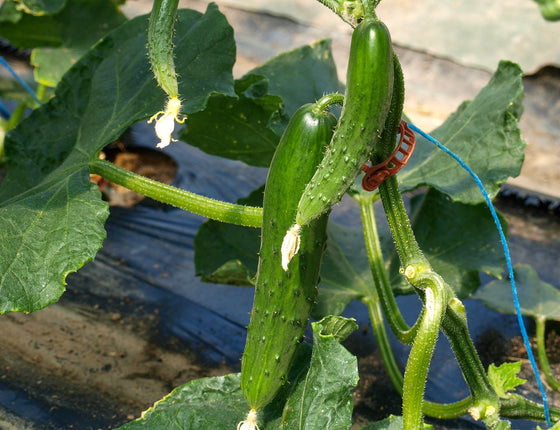 Cornichons frais bio & locaux