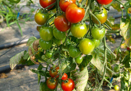 Tomates cerises bio & locales