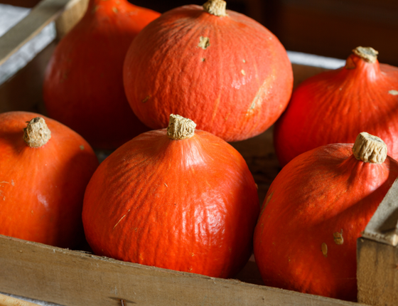 Courges Potimarrons bio & locales
