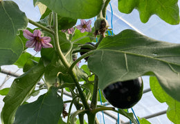 Aubergines bio & locales
