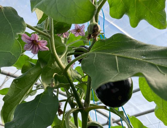 Aubergines bio & locales