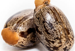 Huile de ricin bio