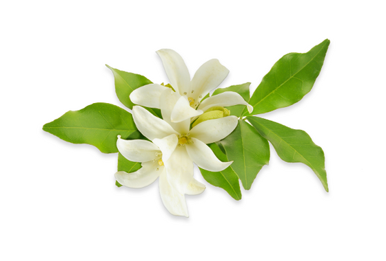 Eau florale de fleur d'oranger bio