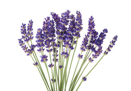 Eau florale de lavande bio