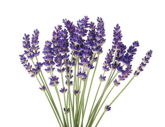 Eau florale de lavande bio