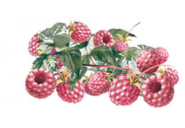 Sirop de framboise-mûre bio