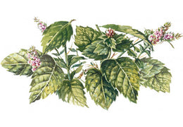 Sirop de menthe bio