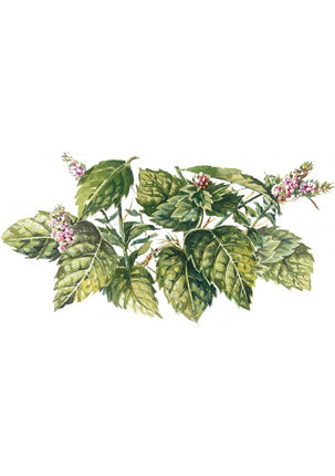 Sirop de menthe bio