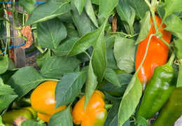 Poivrons bio et locaux