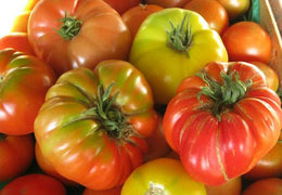 Tomates anciennes bio & locales