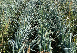 Poireaux bio et locaux