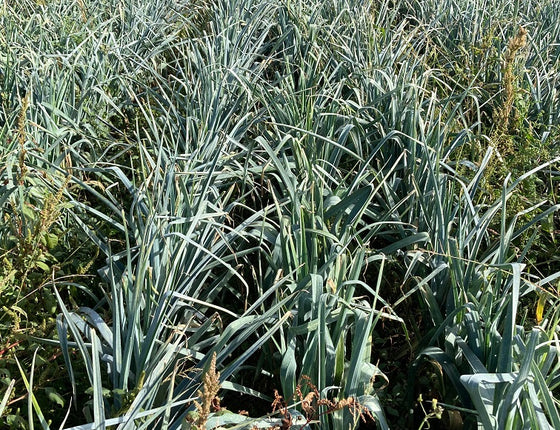 Poireaux bio et locaux