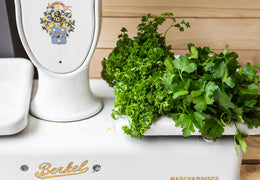 Aromates bio & locaux - en bouquet