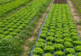 Salades bio & locales
