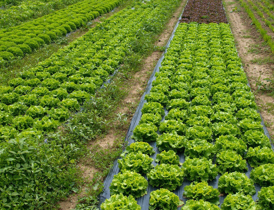 Salades bio & locales