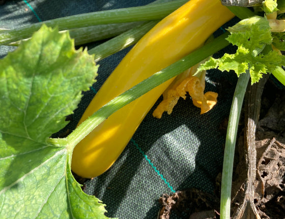 Courgettes bio & locales