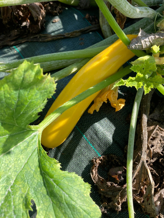 Courgettes bio & locales