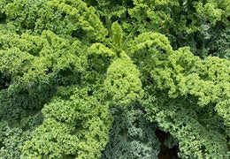 Chou kale bio & local