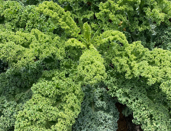 Chou kale bio & local