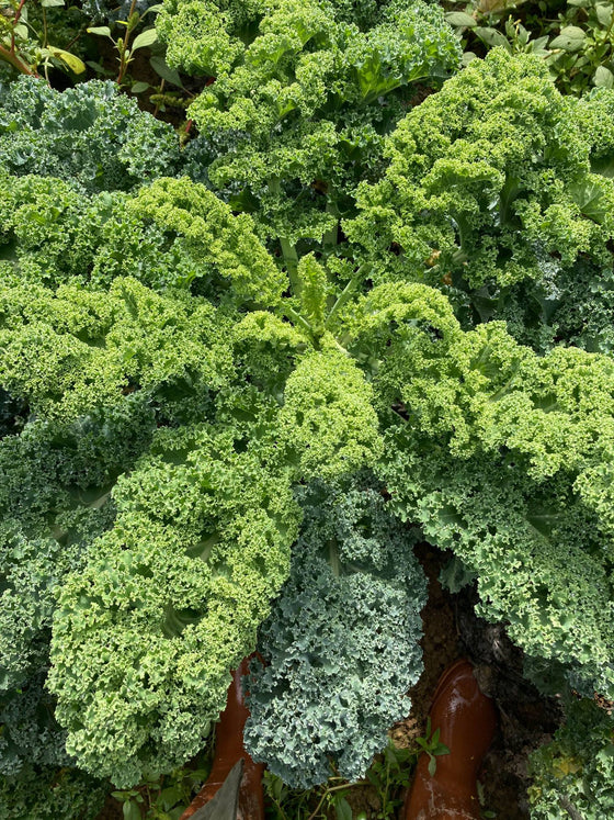 Chou kale bio & local